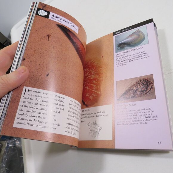 Sea Shells First Field Guide National Audubon Society 2000 LIKE NEW - Picture 10 of 15